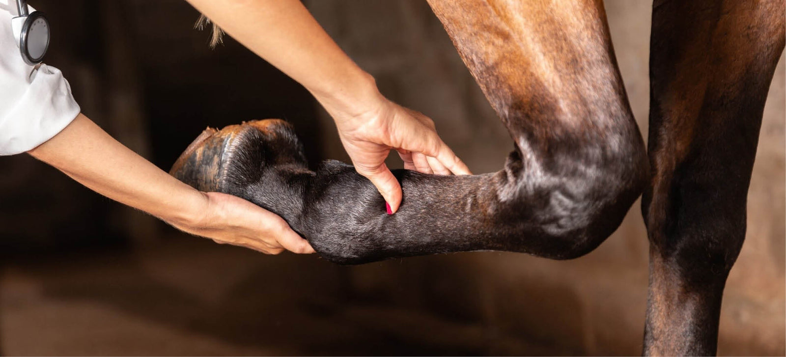 Lahmes Pferd: Was tun und wann rufst du den Tierarzt an