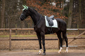 Showtime Schabracke Spring Dressur Minzgrün Showtime Schabracke Spring Dressur Minzgrün