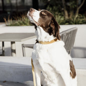 Kentucky Kragen Velvet Senffarben Kentucky Kragen Velvet Senffarben