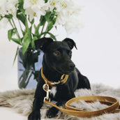 Kentucky Kragen Velvet Senffarben Kentucky Kragen Velvet Senffarben