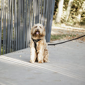 Kentucky Hundeleine Velvet Schwarz Kentucky Hundeleine Velvet Schwarz