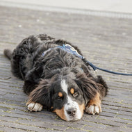 Kentucky Hundeleine Velvet Navy Kentucky Hundeleine Velvet Navy