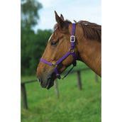 Norton Halfter Nylon mit Lederfutter Violett Norton Halfter Nylon mit Lederfutter Violett