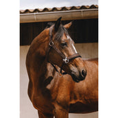 EQUITHÈME Halfter Jacquard Braun EQUITHÈME Halfter Jacquard Braun