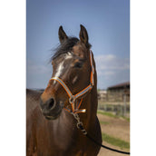 Norton Halfter Soft Nylon Orange Norton Halfter Soft Nylon Orange