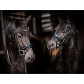 HB Trense Showtime Evalira Schwarz HB Trense Showtime Evalira Schwarz