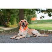 Kerbl Aufladbares LED Halsband Maxi Safe Rot Kerbl Aufladbares LED Halsband Maxi Safe Rot