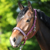 Kavalkade Perlon Halfter Perlon Classic Bordeaux Kavalkade Perlon Halfter Perlon Classic Bordeaux