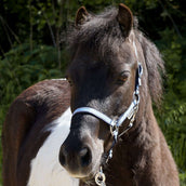 Kavalkade Halfter Shorty Petrol/Schwarz/Silber Kavalkade Halfter Shorty Petrol/Schwarz/Silber