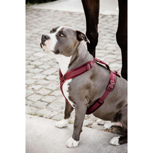 Kentucky Geschirr Active Velvet Bordeaux Kentucky Geschirr Active Velvet Bordeaux