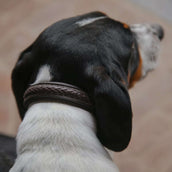 Dyon Halsband Geflochten Braun Dyon Halsband Geflochten Braun