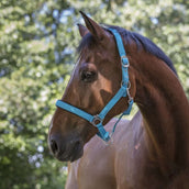 Norton Halfter Fluo Unterlegt Blau Norton Halfter Fluo Unterlegt Blau