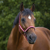 Norton Halfter mit Neopren Ausgekleidet Rot/Ecru Norton Halfter mit Neopren Ausgekleidet Rot/Ecru