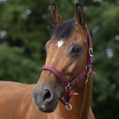 Norton Halfter mit Neopren Ausgekleidet Bordeaux Norton Halfter mit Neopren Ausgekleidet Bordeaux