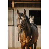 Eric Thomas Zaum Work Havanna Eric Thomas Zaum Work Havanna