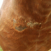 Animaderm Pflegecreme Cutene Animaderm Pflegecreme Cutene