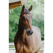 Norton Zaum Freedom Havanna Norton Zaum Freedom Havanna