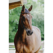 Norton Zaum Freedom Havanna Norton Zaum Freedom Havanna