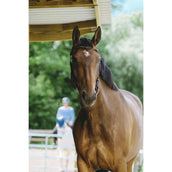 Norton Zaum Freedom Havanna Norton Zaum Freedom Havanna