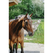 Norton Zaum Freedom Havanna Norton Zaum Freedom Havanna