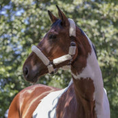 Norton Halfter Vollständig Kunstschaffell Ecru/Schwarz Norton Halfter Vollständig Kunstschaffell Ecru/Schwarz