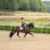 Equestrian Stockholm Schabracke Line Dressur Champagne Equestrian Stockholm Schabracke Line Dressur Champagne