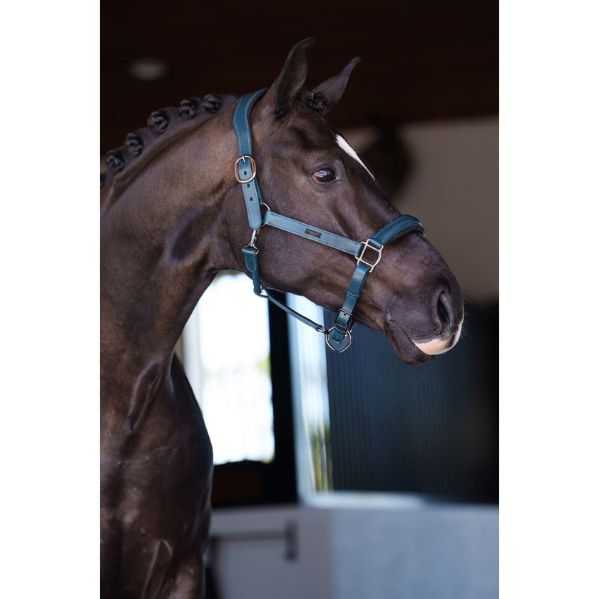 Equestrian Stockholm Halfter Glimmer Leather Anatomic Teal Blue Equestrian Stockholm Halfter Glimmer Leather Anatomic Teal Blue