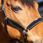 HB Halfter Wisconsin Schwarz/Silber HB Halfter Wisconsin Schwarz/Silber