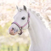 Imperial Riding Halfter IRHRebel Ballerina Imperial Riding Halfter IRHRebel Ballerina