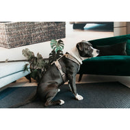 Kentucky Geschirr Active Velvet Beige Kentucky Geschirr Active Velvet Beige