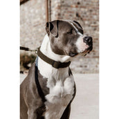 Kentucky Kragen Teddy Fleece Pine Green Kentucky Kragen Teddy Fleece Pine Green