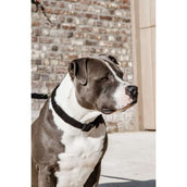 Kentucky Kragen Teddy Fleece Schwarz Kentucky Kragen Teddy Fleece Schwarz