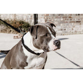 Kentucky Kragen Teddy Fleece Schwarz Kentucky Kragen Teddy Fleece Schwarz