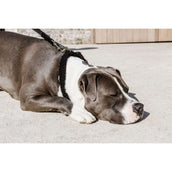 Kentucky Kragen Teddy Fleece Schwarz Kentucky Kragen Teddy Fleece Schwarz