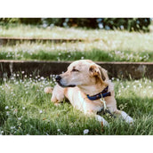 Kentucky Kragen Plaited Nylon Navy Kentucky Kragen Plaited Nylon Navy