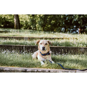 Kentucky Kragen Plaited Nylon Navy Kentucky Kragen Plaited Nylon Navy