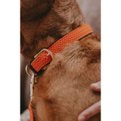 Kentucky Kragen Plaited Nylon Orange Kentucky Kragen Plaited Nylon Orange