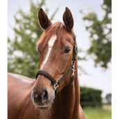 Waldhausen Halfter Perlon Satin Grün/Braun Waldhausen Halfter Perlon Satin Grün/Braun