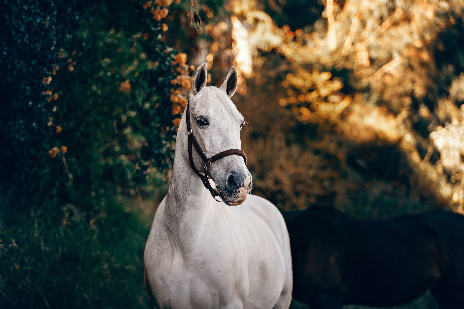 Wie Sie die Muskeln Ihres Pferdes mit HorseFlex unterstützen können