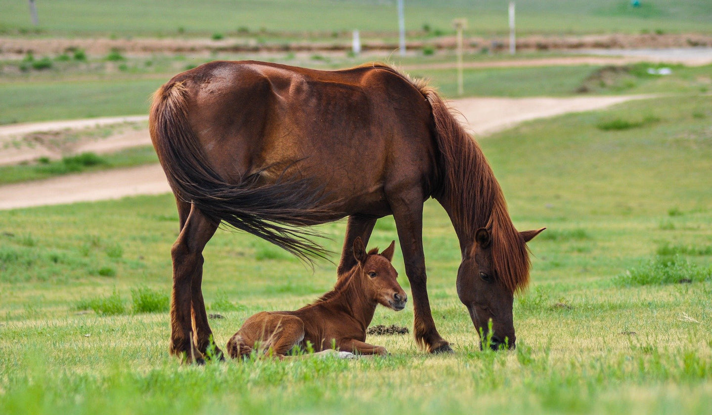 Wickeltechnik (Foal Squeeze Technique ) kann Dummy-Fohlen helfen!