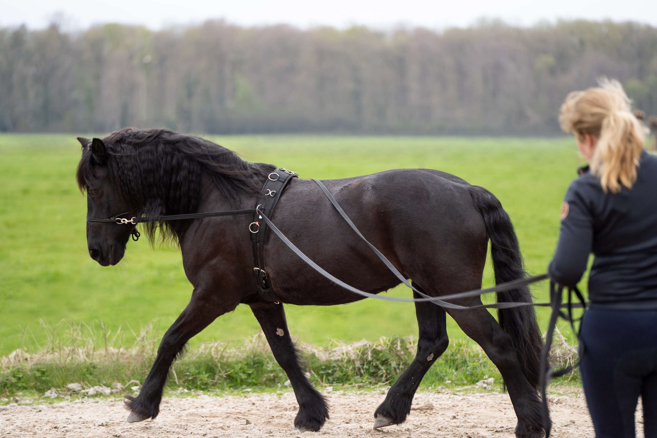 Imperial Riding Lange Schlangen IRHFree Ride Schwarz Imperial Riding Lange Schlangen IRHFree Ride Schwarz