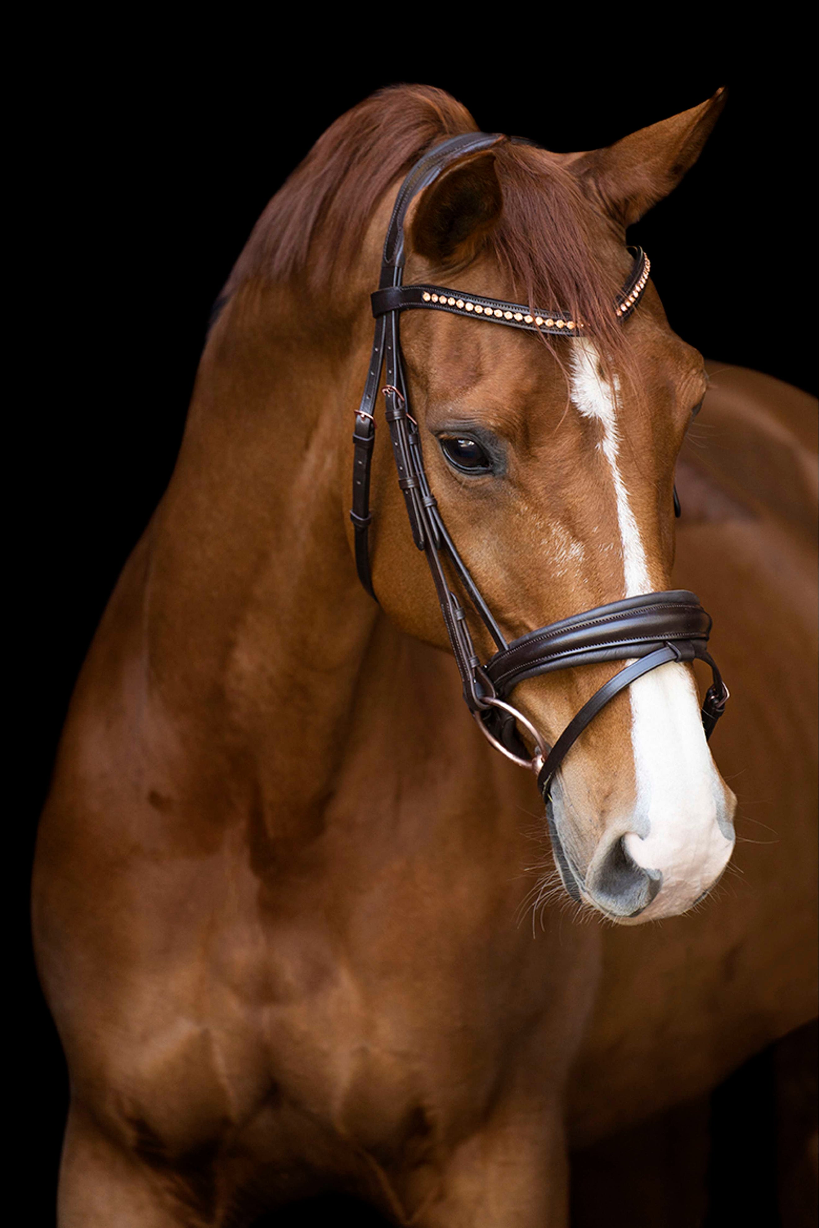 Imperial Riding Zaum IRHFria Trens Braun