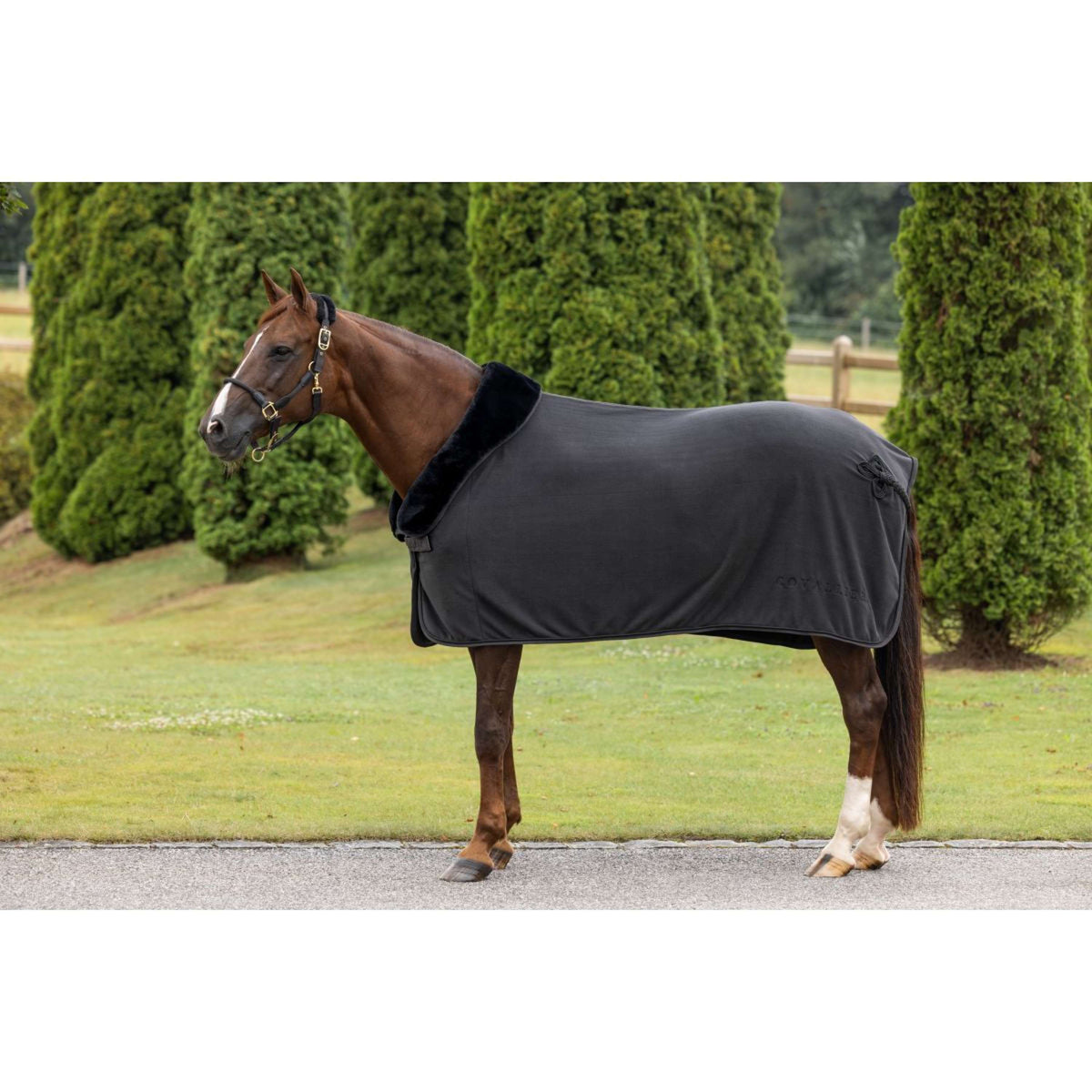 Covalliero Halfter Anniversary Graphite