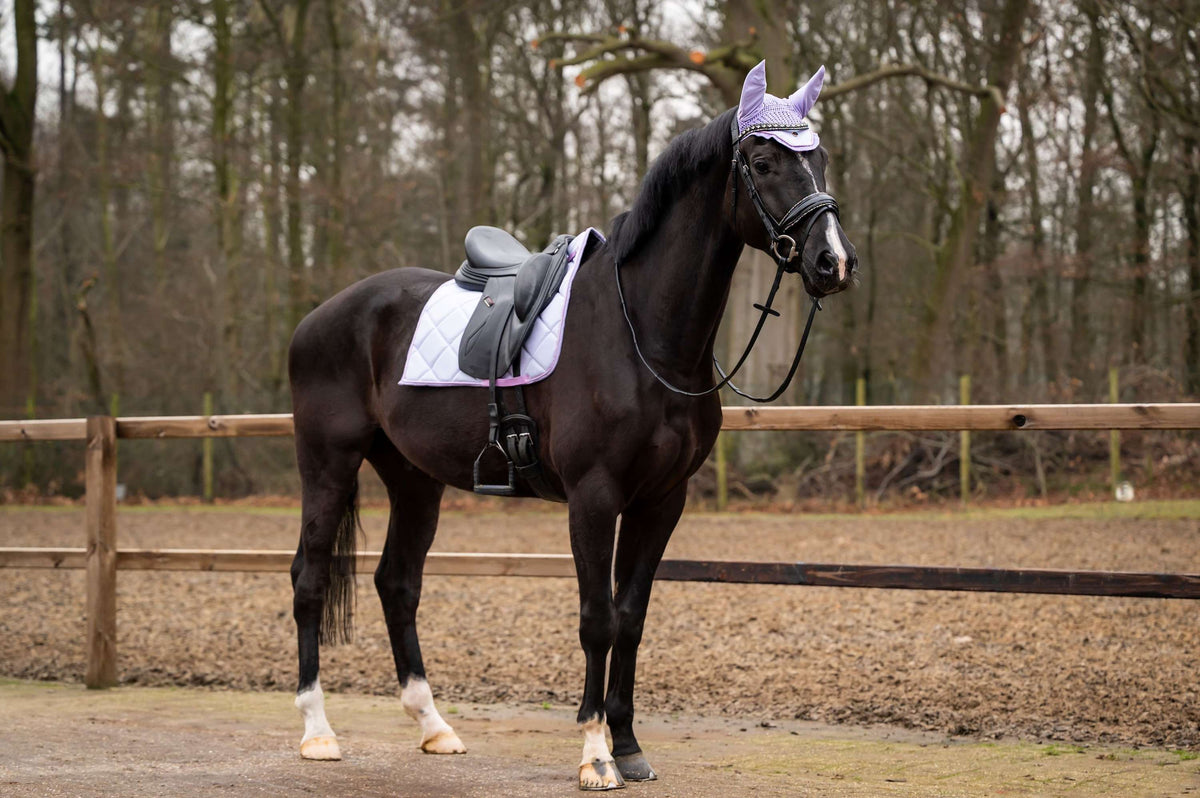 Showtime Schabracke Spring Dressur Lila