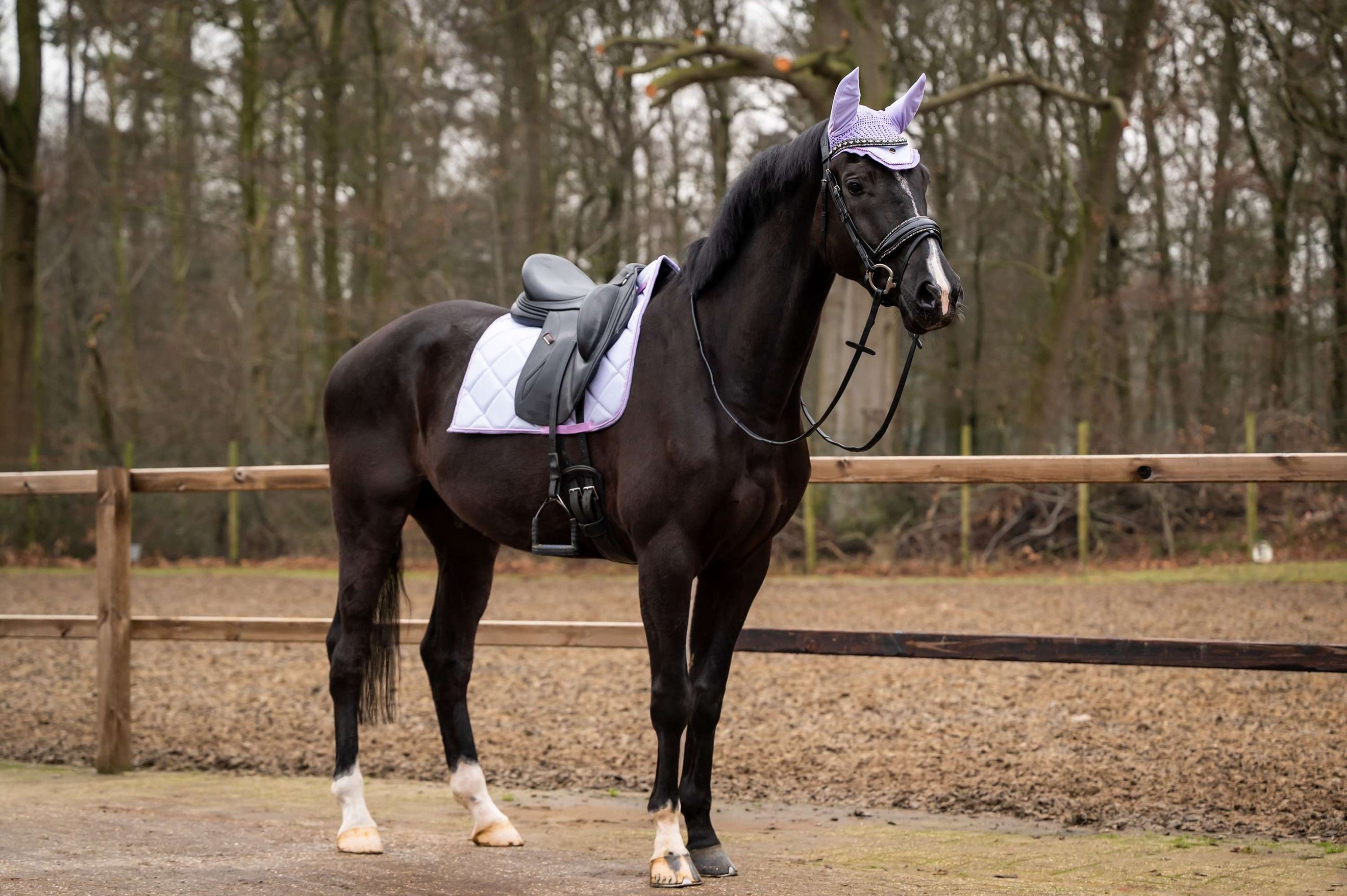 Showtime Schabracke Spring Dressur Lila