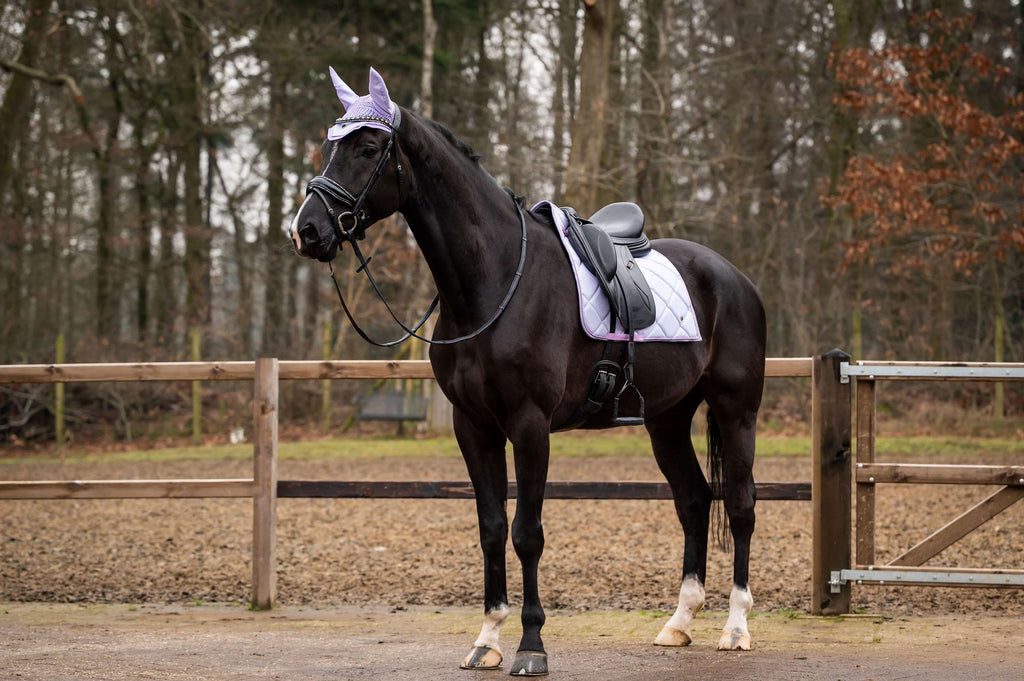 Showtime Schabracke Spring Dressur Lila