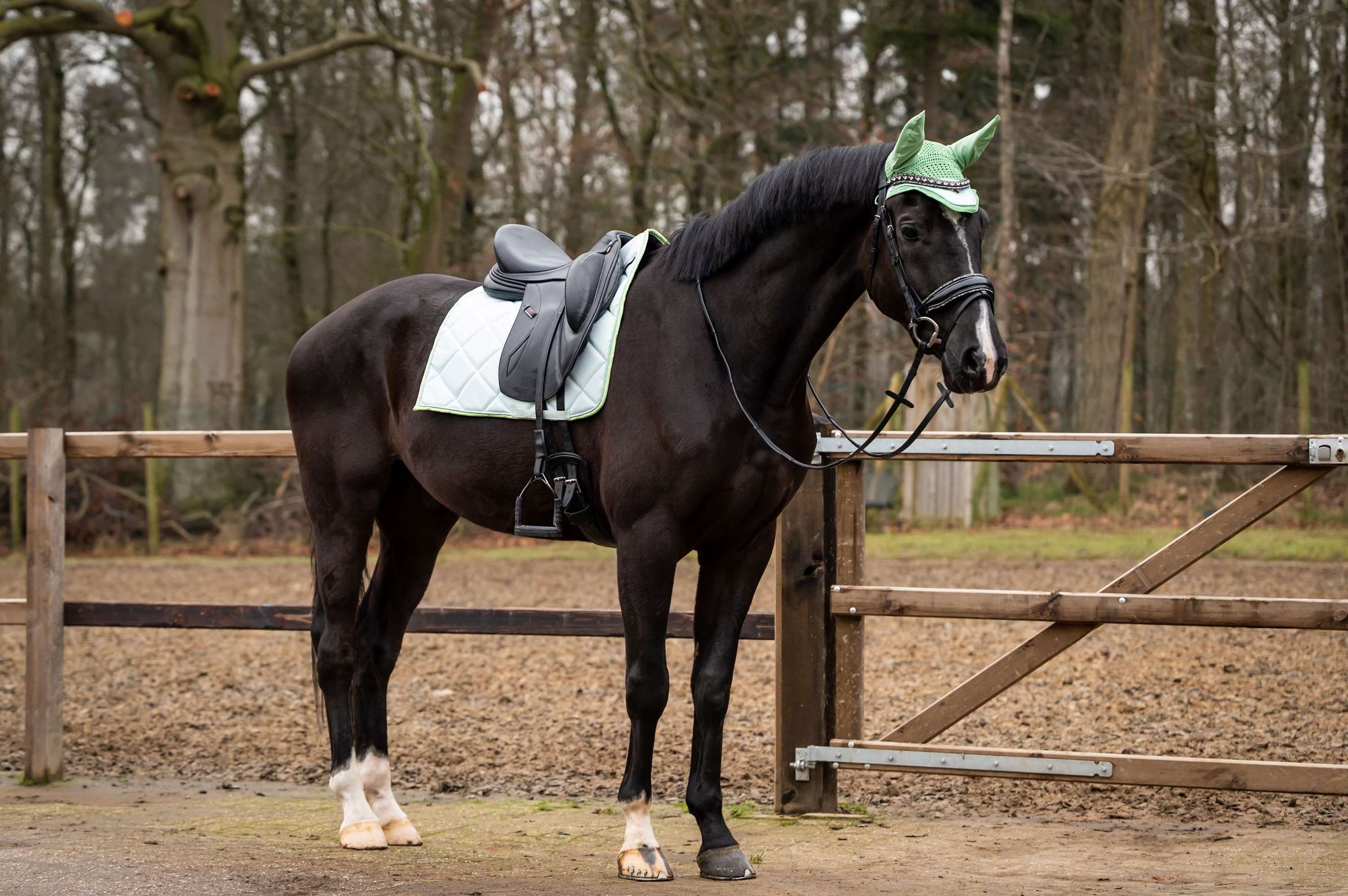 Showtime Schabracke Spring Dressur Minzgrün Showtime Schabracke Spring Dressur Minzgrün