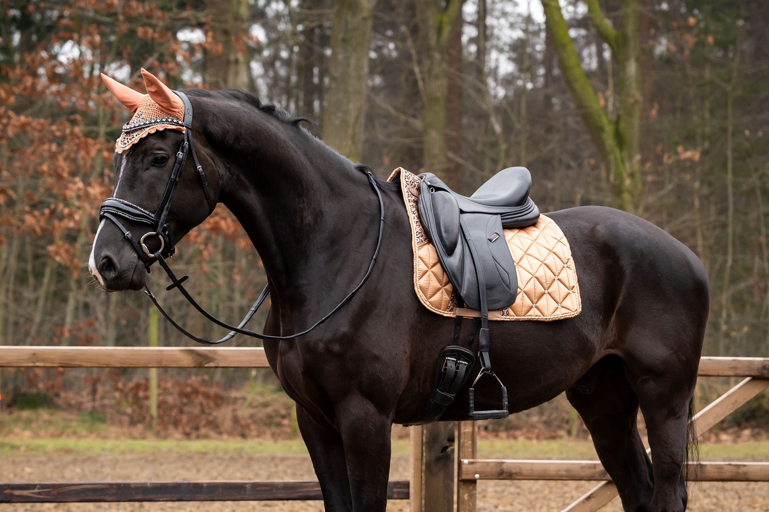 Showtime Schabracke Rio Dressur Beige