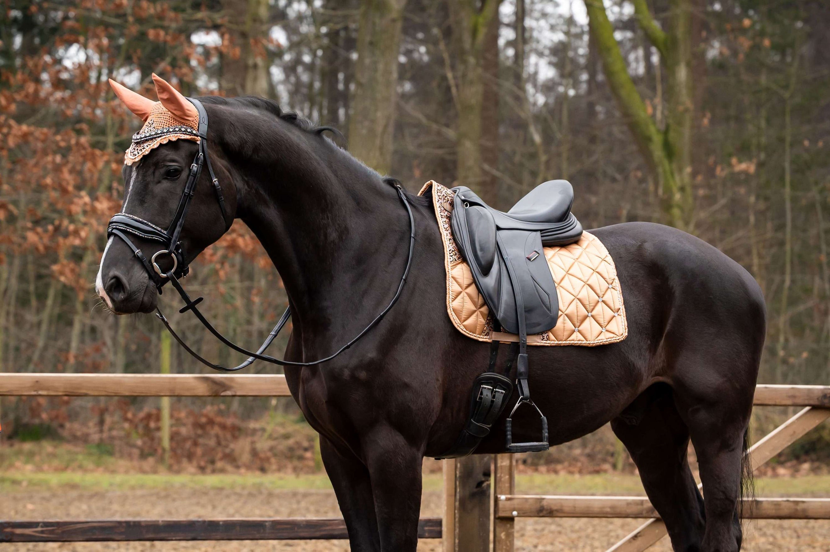 Showtime Schabracke Rio Dressur Beige Showtime Schabracke Rio Dressur Beige