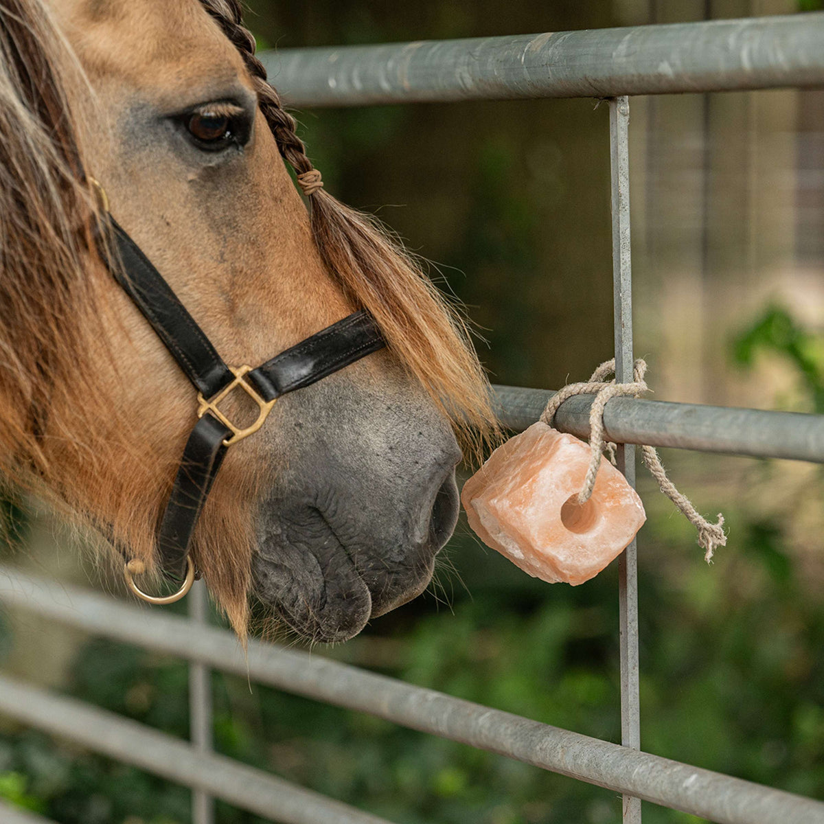 Agradi Health Leckstein Himalaya